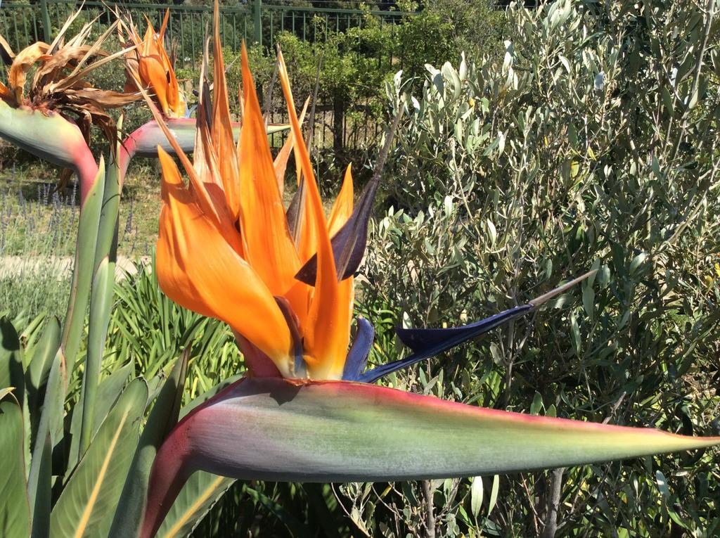 La Cabriere Country House Franschhoek Esterno foto
